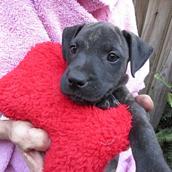 Thumbnail photo of Darcy! ADORABLE Puppy #3