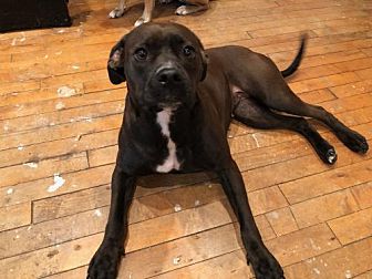 great dane crate petsmart