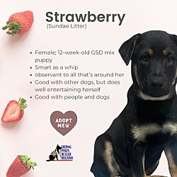 Thumbnail photo of Sundae Puppy- Stawberry #1