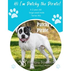Thumbnail photo of Patchy the Pirate #1