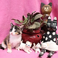 adopt a pet