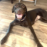 adopt-pet