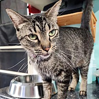 adopt-pet