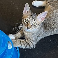 adopt a pet