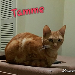 Thumbnail photo of Tamme Loving Tiger Girl #1