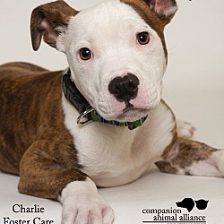 Thumbnail photo of Charlie (Foster) #1