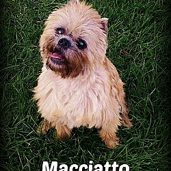 Thumbnail photo of MACCIATO - Adopted #1