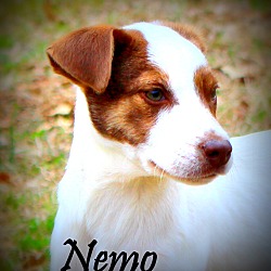 Thumbnail photo of Nemo~adopted! #1