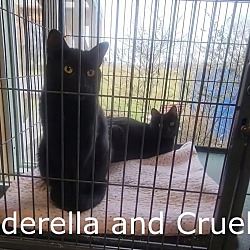 Thumbnail photo of Cruella #1
