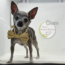 Photo of Chaco
