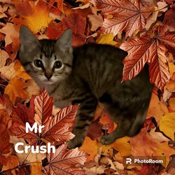 Photo of *MR. CRUSH