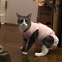 adopt a pet