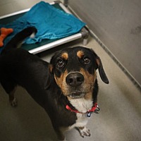 adopt a pet