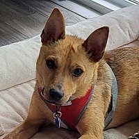 adopt a pet