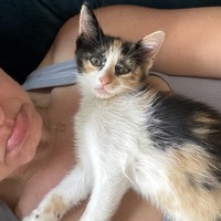 adopt-pet
