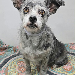 Piper