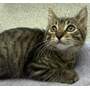 BULLSEYE - Domestic Shorthair available for adoption