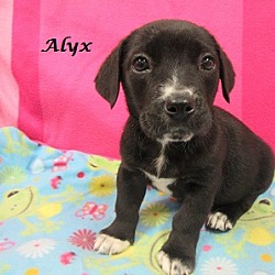 Thumbnail photo of Alyx #2