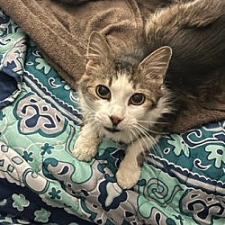 Photo of Stella (therapy cat waiting for you!)