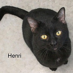 Thumbnail photo of Hennri #3