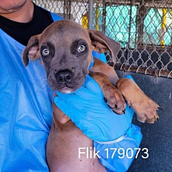 Photo of Flik