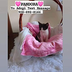 Thumbnail photo of PANDORA #4