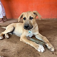 adopt a pet