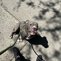 adopt a pet