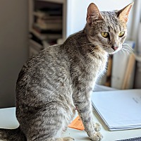 adopt a pet