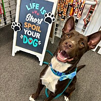 adopt a pet