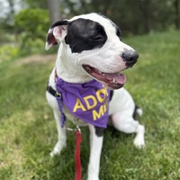 adopt a pet