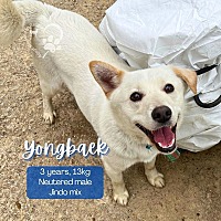 adopt a pet