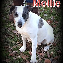 Thumbnail photo of Mollie #1