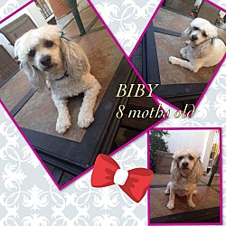 Thumbnail photo of Biby #1