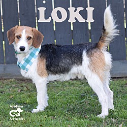 Thumbnail photo of Loki #4