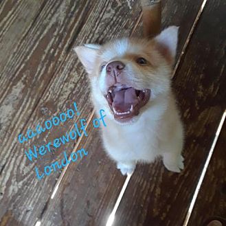 kitten teething toys petsmart