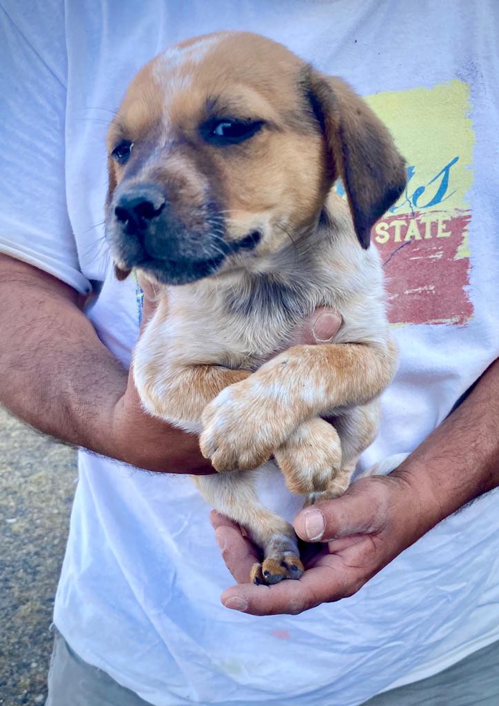 Adopt Sleepy a Red/Golden/Orange/Chestnut - with White ...