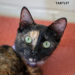 Photo of Tartlet