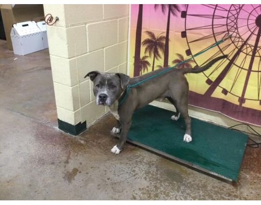 Thousand Palms, Ca - American Pit Bull Terrier. Meet Dog A Pet For 