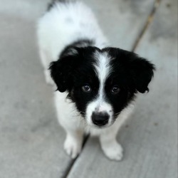 Photo of Mickey Mcfloof- *Available 7/27* Chino Hills Location