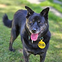 adopt-pet