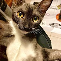 adopt a pet