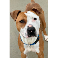 adopt-pet