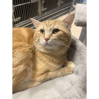 adopt-pet