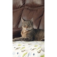 adopt-pet