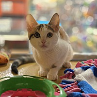 adopt a pet