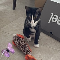 adopt a pet