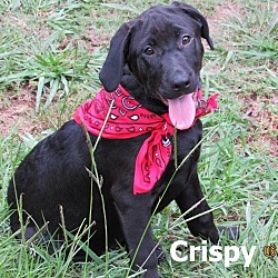 Thumbnail photo of Crispy in CT #2