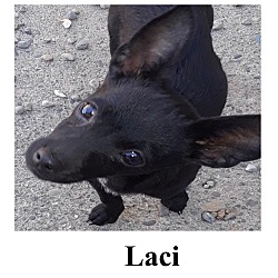 Photo of Laci
