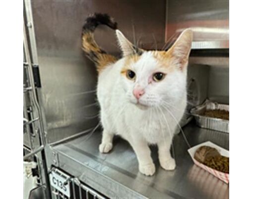 Louisville, KY - Domestic Shorthair. Meet CINNAMON a Pet for Adoption ...